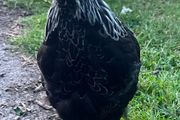 Ayam cemani rooster for sale