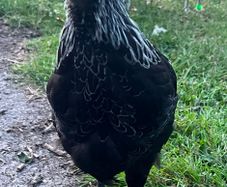 Ayam cemani rooster for sale