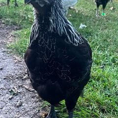 Ayam cemani rooster for sale