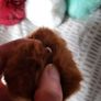 Fluffy pom poms for beanie hat etc. Pom pom for crafting Image 6