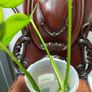 No.4 Monstera Green On Green Leaf Cutting Image 5