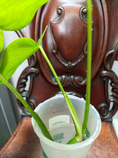 No.4 Monstera Green On Green Leaf Cutting