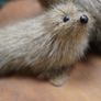 Vintage Faux Seal Pair Figure on Wooden Base Image 3