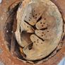 Relic german helmet Image 4