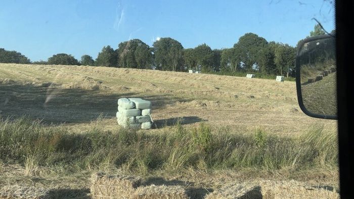 Square Bales Of Premium Quality Hay