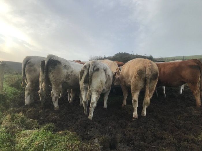 Cattle