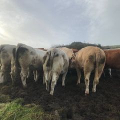 Cattle