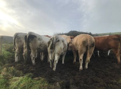 Cattle