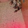 chickens Image 2