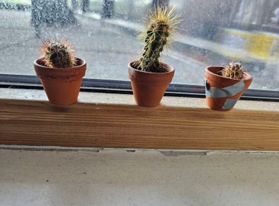Cactus