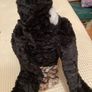 Eagle soft toy from Teddy Mountain Image 3