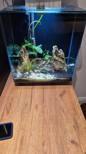 Aquarium Fish tank