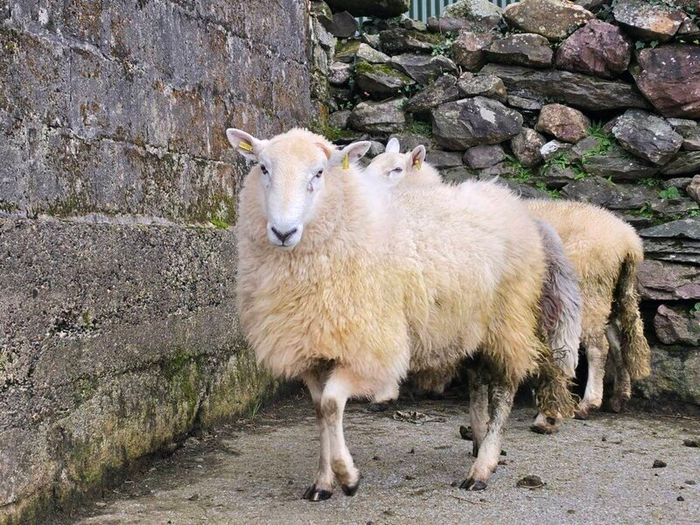 Wicklow  cheviot hoggat rams