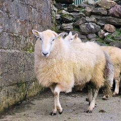 Wicklow  cheviot hoggat rams