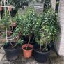 Shrubs-Portuguese Laurel x 5 Image 3