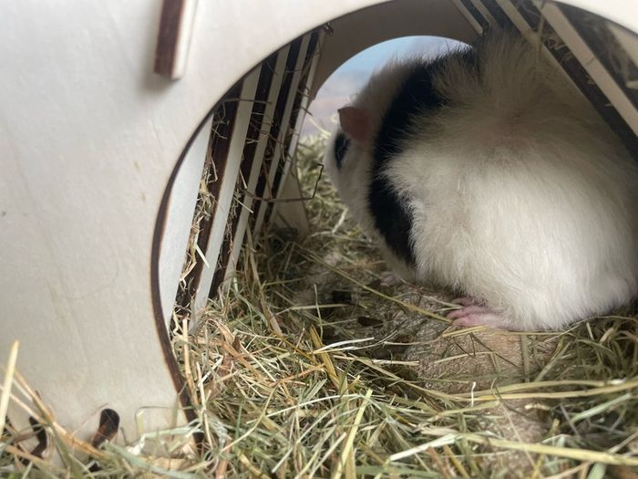 2 male guinea pigs