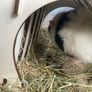 2 male guinea pigs Image 2