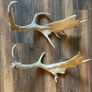 deer antlers Image 2