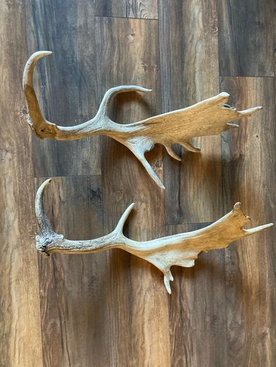 deer antlers