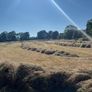 Hay Image 4