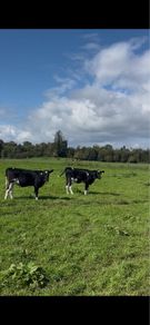 Maiden heifers Feb 26 born
