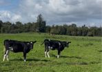 Maiden heifers Feb 26 born