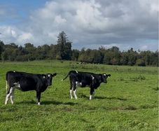 Maiden heifers Feb 26 born