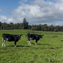 Maiden heifers Feb 26 born