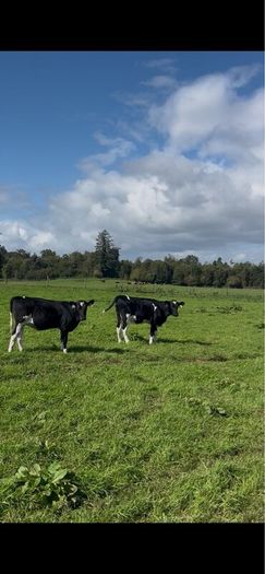 Maiden heifers Feb 26 born