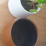 Misc plant pots and a plant Image 2