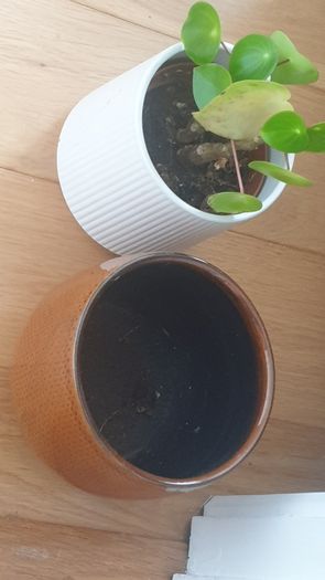 Misc plant pots and a plant