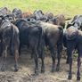 Aberdeen Angus Weanling Bulls Image 7