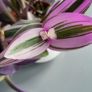3 Tradescantias in one pot. Trailing house plants. Image 10