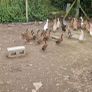 fertile duck eggs Image 5