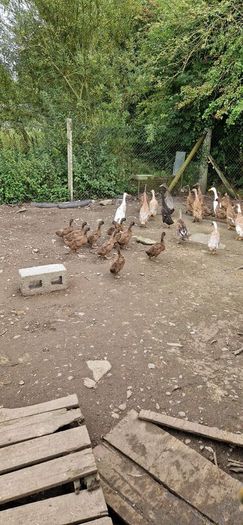 fertile duck eggs