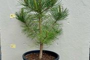 Austrian Pine tree