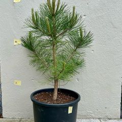 Austrian Pine trees