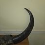 African Water Buffalo Horns Image 3