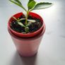 Kalanchoe Daigremontia. Mother of thousands young plant Image 6