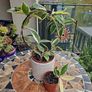Hoya Krimson Queen for sale Image 3