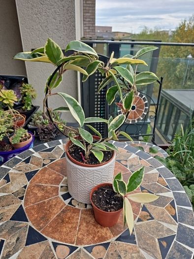 Hoya Krimson Queen for sale