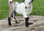 Pedigree Pygmy Goats