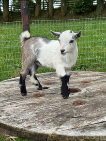 Pedigree Pygmy Goats