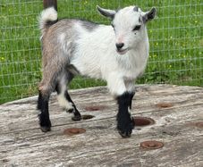 Pedigree Pygmy Goats
