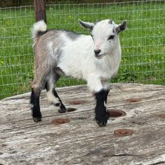 Pedigree Pygmy Goats