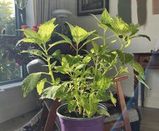 plant