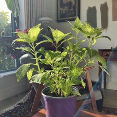 plant