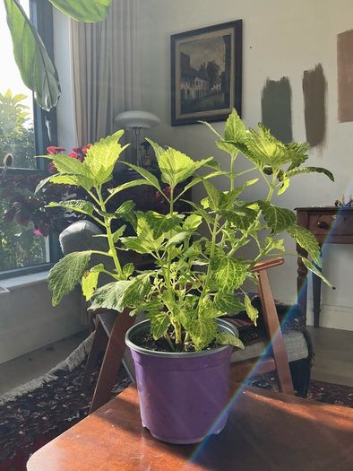 plant