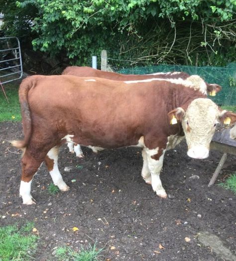 PBR Hereford