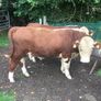 PBR Hereford Image 8